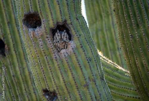 Western Screech Owl makes home in Saguaro Cactus - Sonoran Desert