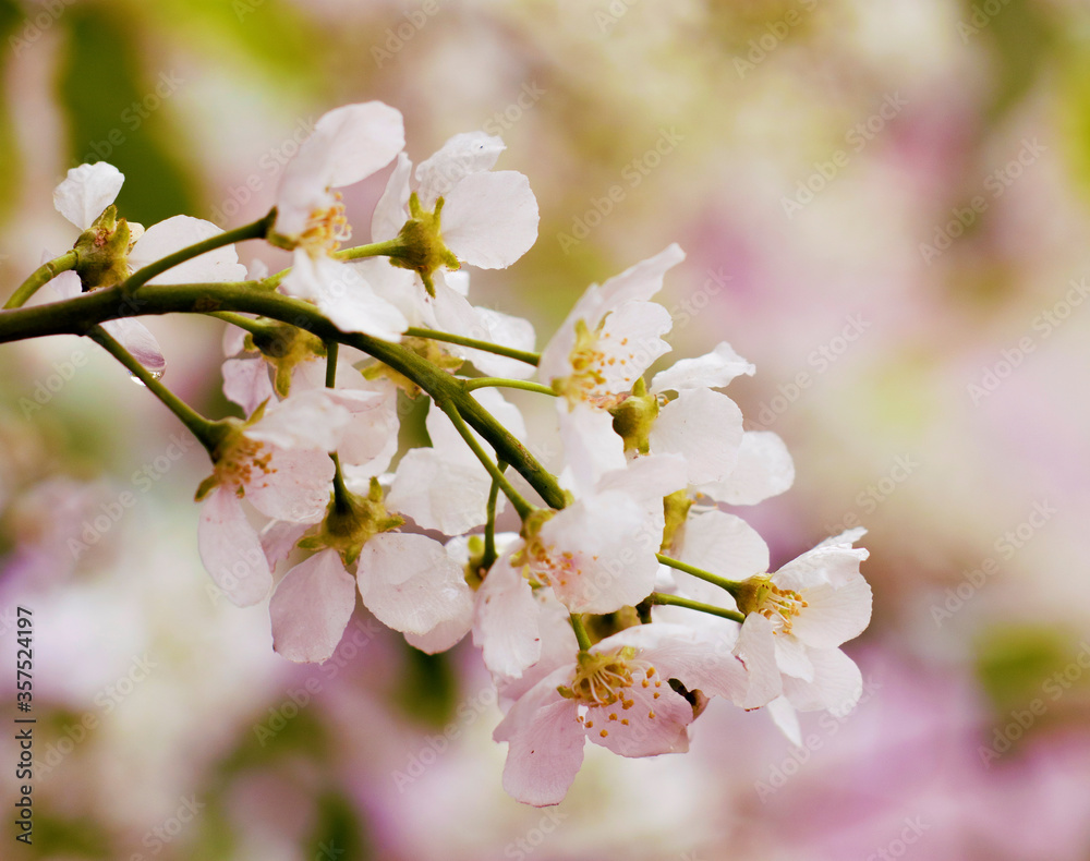 Obraz premium bird cherry