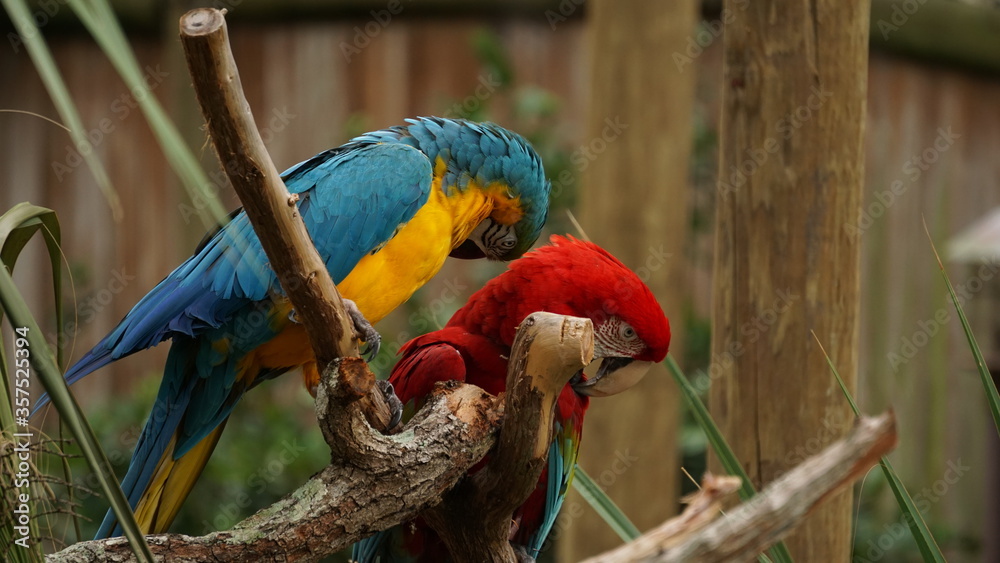 Obraz premium Red and yellow macaw.