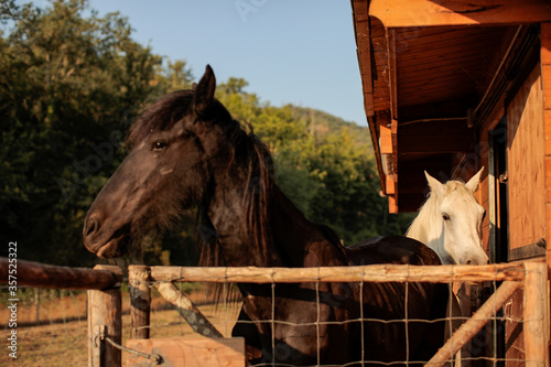 Photos of some horses in a stable taken during a road trip Arezzo in Tuscany, Italy. © Jonathan