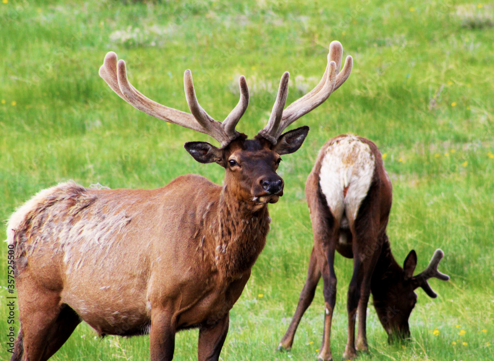 Wildlife Found in Colorado Mountains Wildlife Found in Colorado Mountains