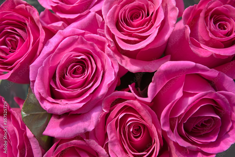Fototapeta premium pink roses close-up. bright floral background. flower heads form a pattern