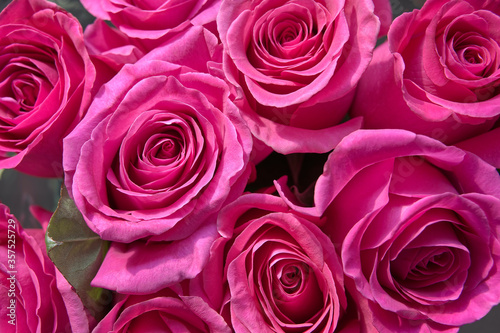 pink roses close-up. bright floral background. flower heads form a pattern