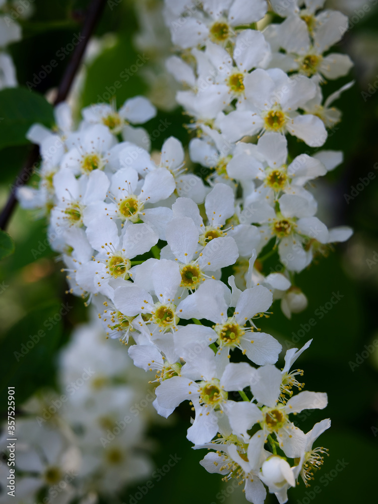blooming bird cherry brush macro on a blue sky background. Delicate white flowers. Spring flower background blooming bird cherry brush macro on a blue sky background. Delicate white flowers. Spring flower background
