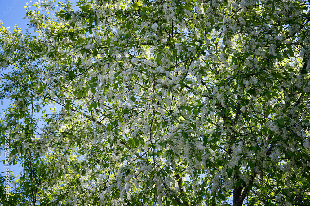 blooming bird cherry tree. Delicate white flowers. Spring flower background blooming bird cherry tree. Delicate white flowers. Spring flower background