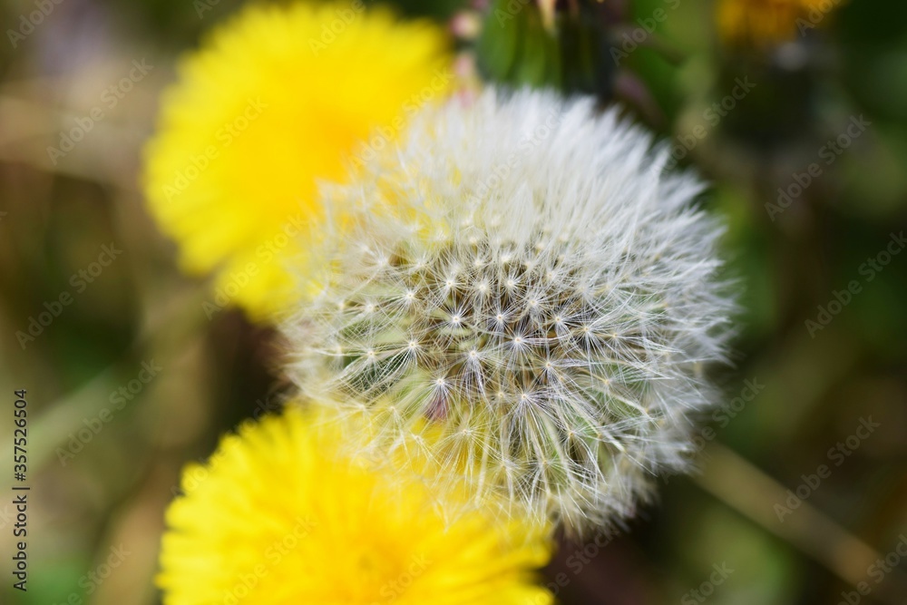 Fototapeta premium An enlarged image of the dandelion fluff.