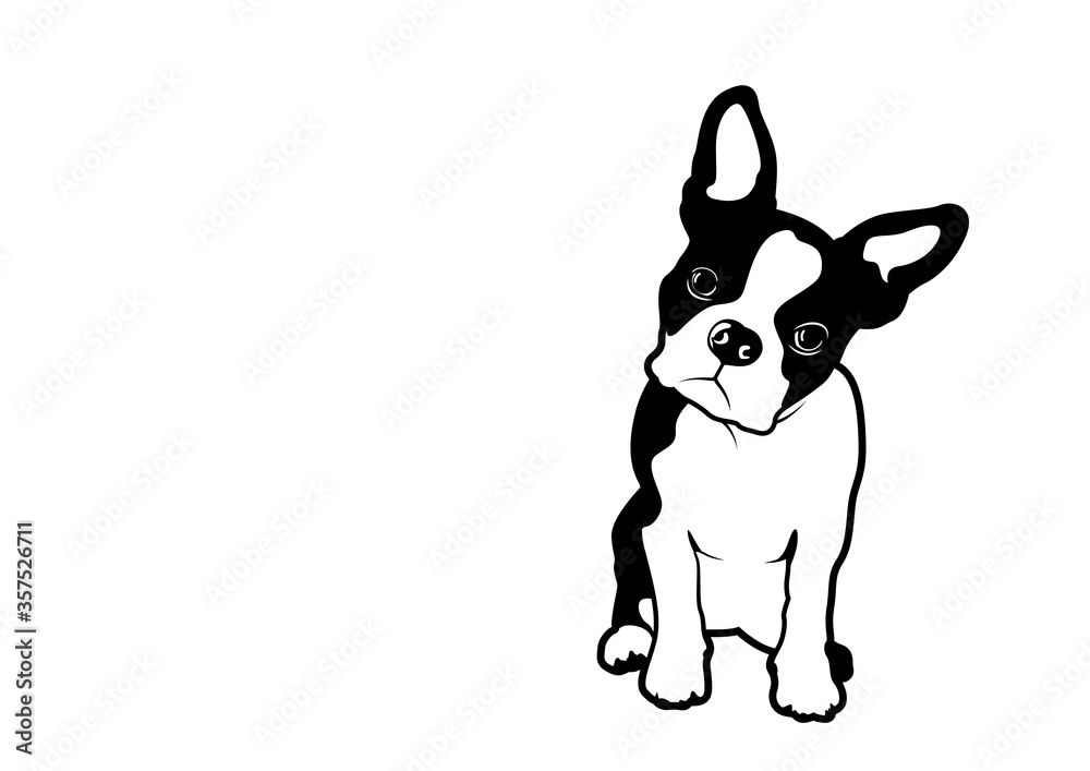 Question face Frenchie The Bulldog. Black & white breed french bulldog expresses his mood doing a head rotation.