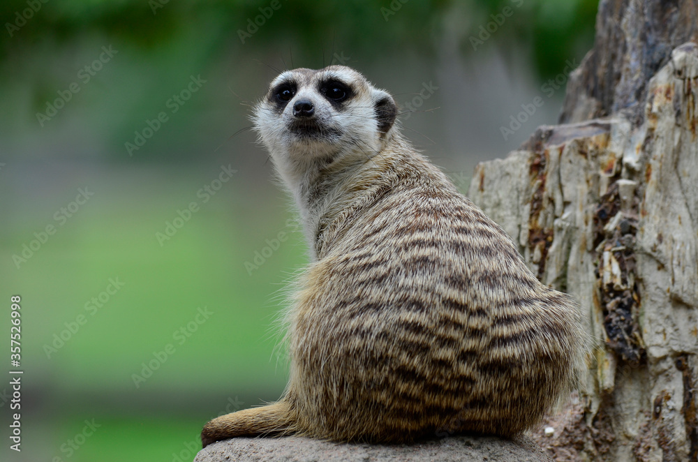 Fototapeta premium close up of meerkat look back while alerting to invading animal,
