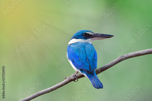 Beautiful blue bird perching on thin branch against luminant sun rays photo