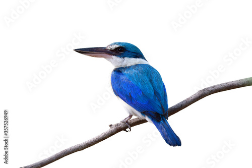 Beautiful turquoise blue bird withlarge beak and white chest perching on thin branch showing its fine back feathers isolated on white background