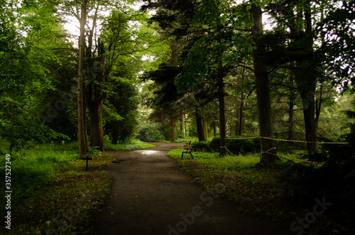 road in the woods © Сергей Масленников