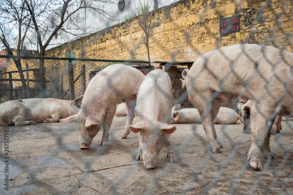 Pigs eating in captivity, Buenos Aires, Argentina Pigs eating in captivity, Buenos Aires, Argentina