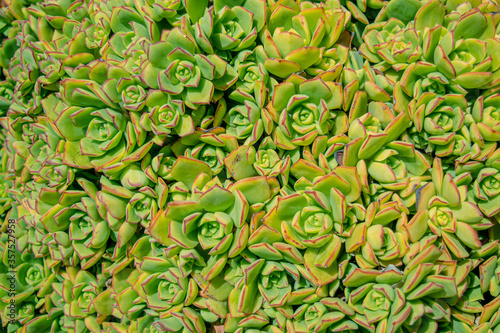 Green Succulent Plants #3