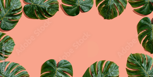 Tropical plant Monstera leaves overhead view flat lay