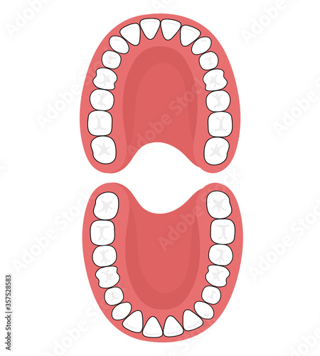 The permanent dentition is comprised of 32 teeth.