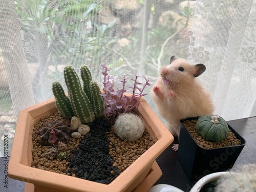 Close-up of a little hamster with cactus, selective focus