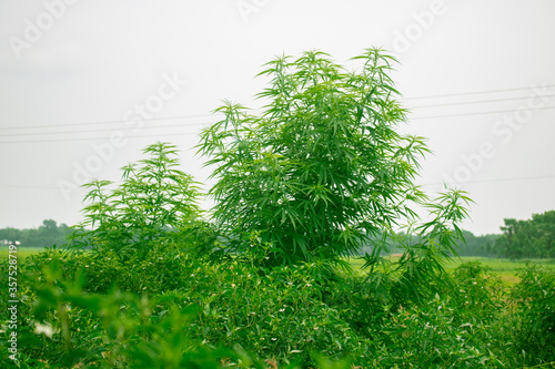 Beautiful green cannabis leaves. It is an improved medicinal plant.