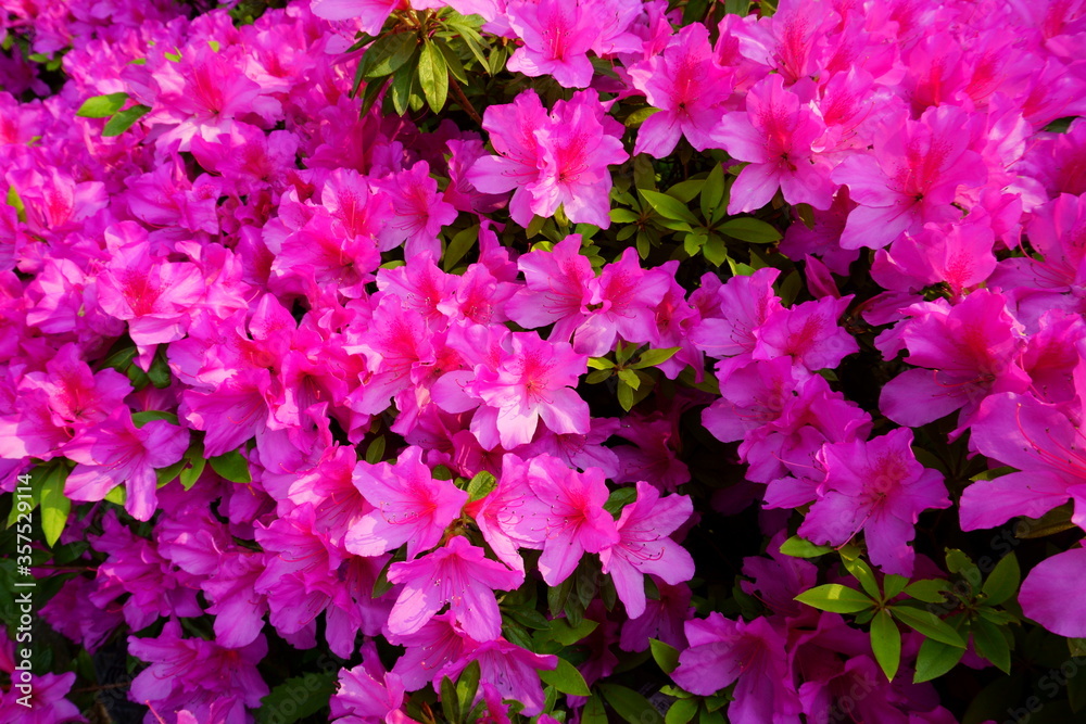 Bush of azalea blooms. Spring time. Pinxter flower. The first spring pink flowers