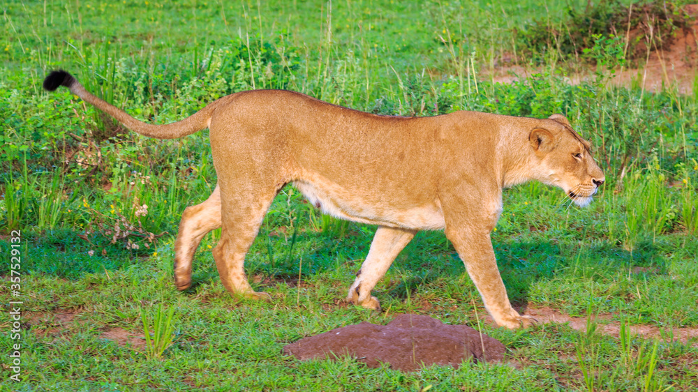 Obraz premium side view of mating lioness walking in Murchison Falls National Park