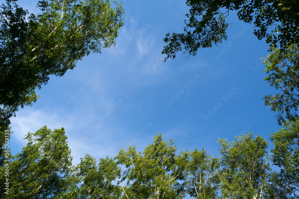 View through the crowns of trees. Natural frame of green foliage against a blue sky. Copy space. View through the crowns of trees. Natural frame of green foliage against a blue sky. Copy space.
