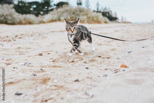 Scared kitten on leash walking on the beach