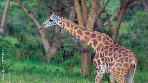 side view portrait of rothschild giraffe on move in the wild