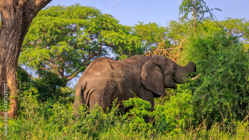 Alone African bush elephant grazing in natural habitat in Murchison Falls National Park  Uganda