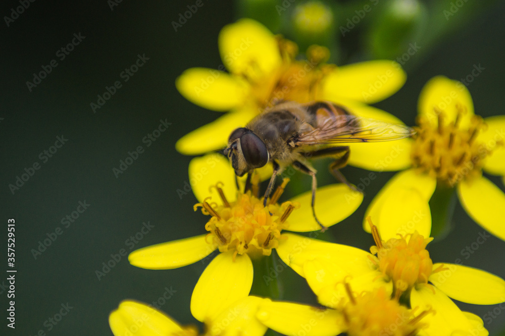 Bee on a yellow flower Bee on a yellow flower
