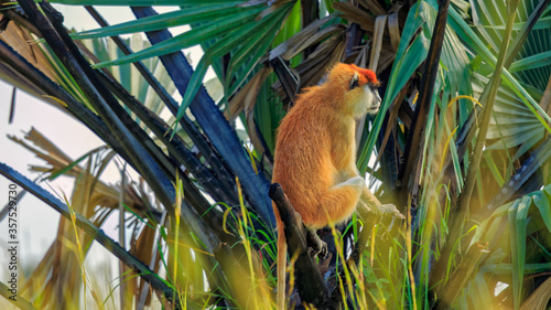 Patas monkey (Erythrocebus patas) sitting on palm tree photo