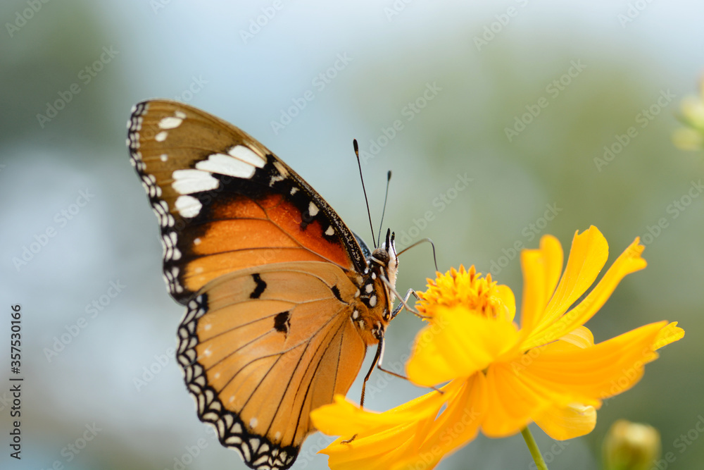 beautiful butterfly is on a yellow flower