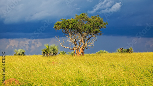 beautiful golden light lit acacia tree against a dark blue cloudy sky background. Surrounded by smaller palm trees and lush green grass on highveld in Murchison Falls National Park.