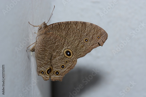 Erebus macrops is on a wall photo