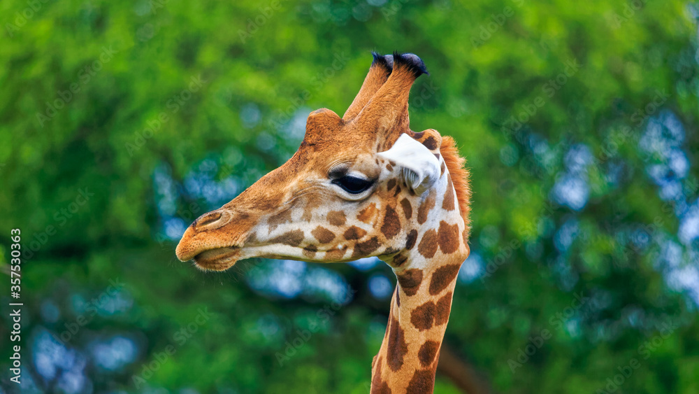 closeup portrait of giraffe head side view closeup portrait of giraffe head side view