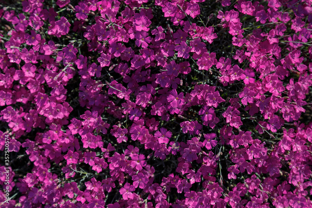 Beautiful pink and purple Carnation deltoid flowers on a sunny day close-up. Dianthus deltoides. Beautiful pink and purple Carnation deltoid flowers on a sunny day close-up. Dianthus deltoides.