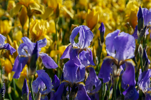 Beautiful blue and yellow iris flowers on a bright sunny day close-up.