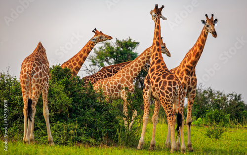 low angle  tower of rothschild giraffe standing and grazing