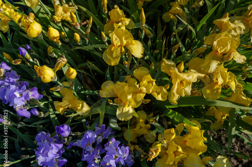Beautiful blue and yellow iris flowers on a bright sunny day close-up.