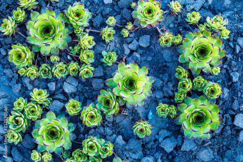 Plant texture graphic texture of a groundcover plant close-up. Sempervivum
