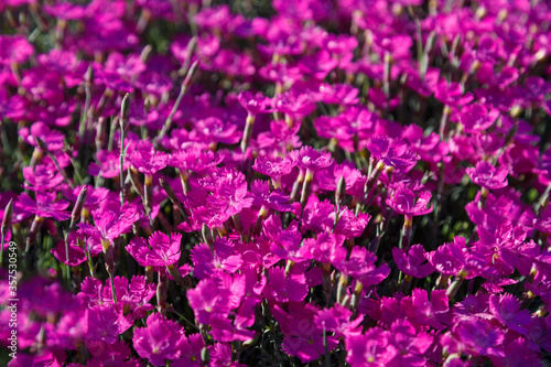 Beautiful pink and purple Carnation deltoid flowers on a sunny day close-up. Dianthus deltoides.