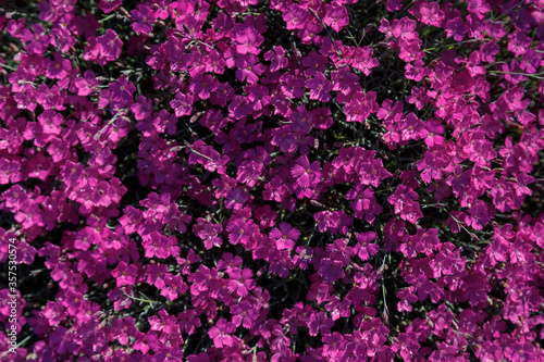 Beautiful pink and purple Carnation deltoid flowers on a sunny day close-up. Dianthus deltoides.