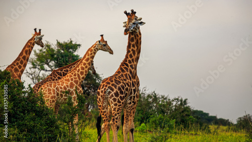 Fototapeta Naklejka Na Ścianę i Meble -  two of Rothschild Giraffe (Giraffa camelopardis rothschildi) necking, the form of social interaction. In Murchison Falls NP, Uganda