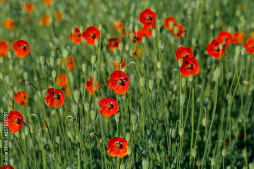 Beautiful red field poppy flowers on a bright sunny day.