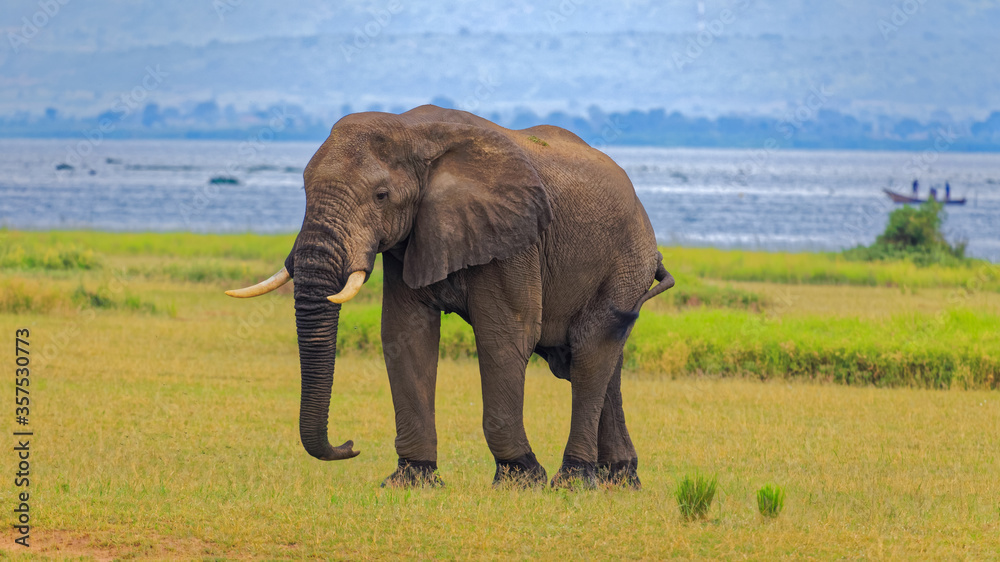 An African Bush Elephant with its distinctive features, large ears and concave back, in plains near Lake Albert Delta, Murchison Falls, Uganda