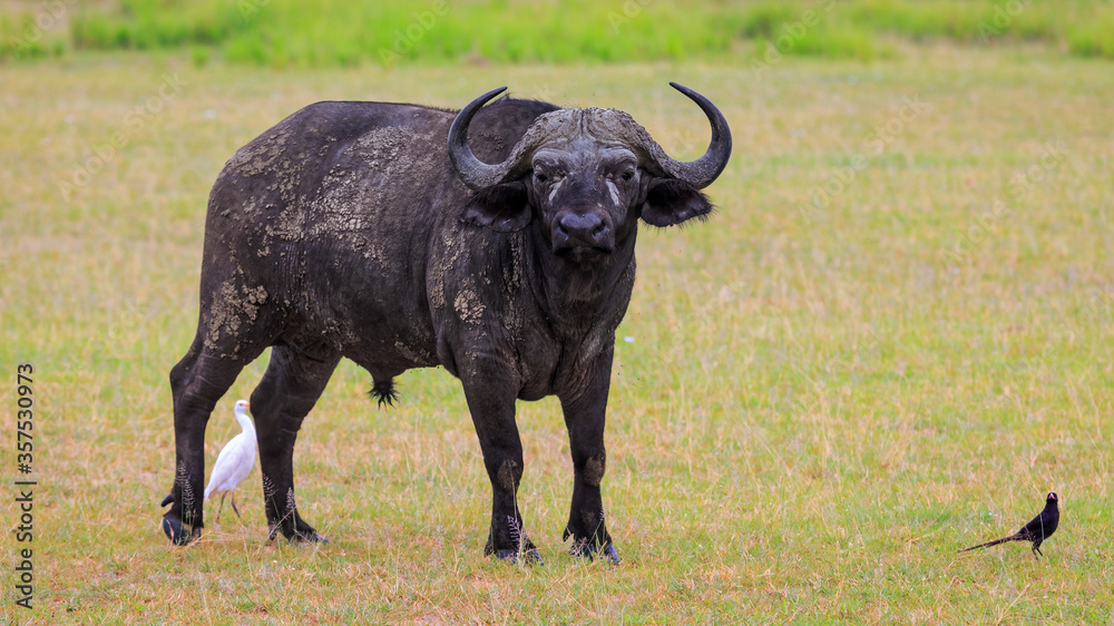 Close up of African Buffalo, staring at the camera. Eye level front view in plains of Murchison Falls National Park, Uganda Close up of African Buffalo, staring at the camera. Eye level front view in plains of Murchison Falls National Park, Uganda