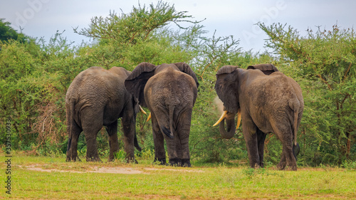 Close up rear view of three African Elephants  Loxdonta  standing next to each other in the Murchison Falls National Park  Uganda