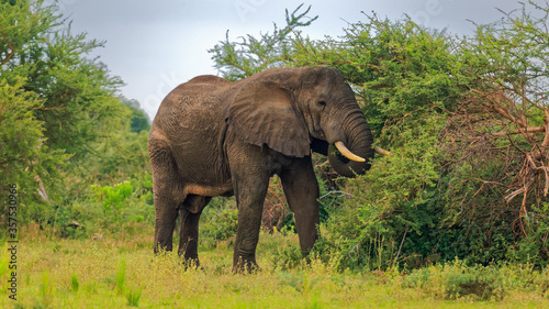 Lonesome big african elephant grazing in savanna  Murchison Falls National Park  Uganda