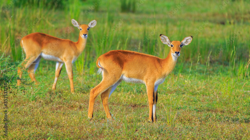 two female Oribi staring at the camera at savannah plains of Murchison Falls National Park, Uganda, Africa. Lush green grass foliage background. two female Oribi staring at the camera at savannah plains of Murchison Falls National Park, Uganda, Africa. Lush green grass foliage background.