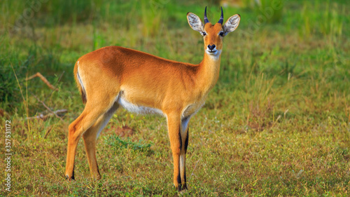 male Oribi gazing at the camera in the veldt of Murchison Falls National Park  Uganda  Africa. Beautiful long eyelashes. Front view.