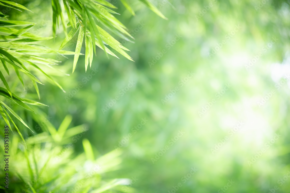 Amazing nature view of green leaf on blurred greenery background in garden and sunlight with copy space using as background natural green plants landscape, ecology, fresh wallpaper concept.
