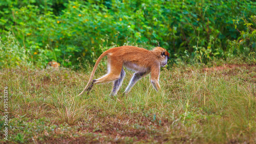 Wadi monkey walking away in the grass. Patas Monkey. Hussar Monkey. photo